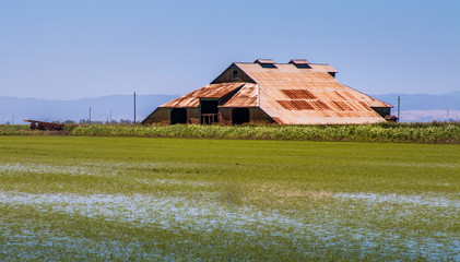A large barn with a rusting metal roof is in an open field next to a rice field with newly growing...