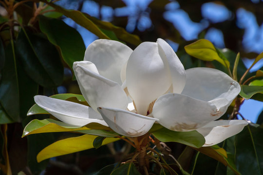 A large while magnolia flower seen from the side is in full bloom. Some of the yellow center of the flower have blown to rest in the outer petals. Green leave are in the background. 