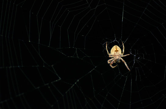A close up picture of spider on its web