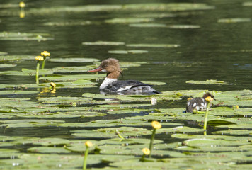 Meganser with chicks in a pond at Drottningholm, Stockholm
