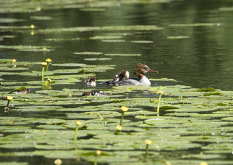 Meganser with chicks in a pond at Drottningholm, Stockholm