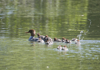 Meganser with chicks in a pond at Drottningholm, Stockholm