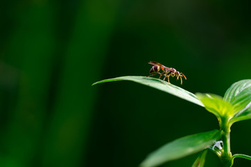 A close up picture of wasp on the leaves