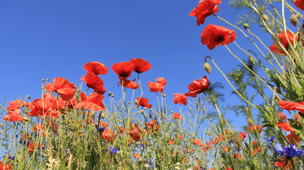 Obraz premium Kwitnący czerwony mak Opium z młodymi strąkami gorczycy z ciepłym słońcem wiosną i latem w Europie