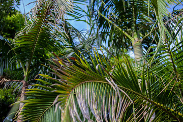 Obraz na płótnie Canvas Palm Canopy