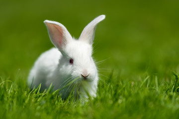 Baby white rabbit in grass