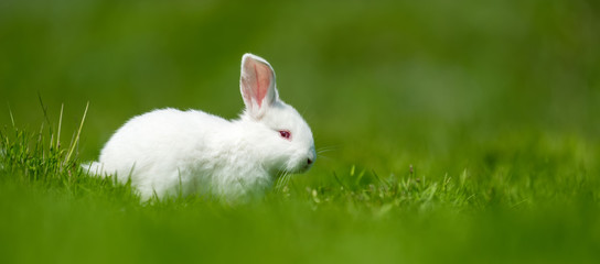Baby white rabbit in grass