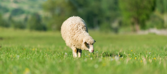 Naklejka premium Sheep in a meadow in the mountains