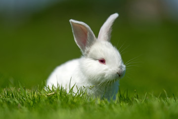 Baby white rabbit in grass