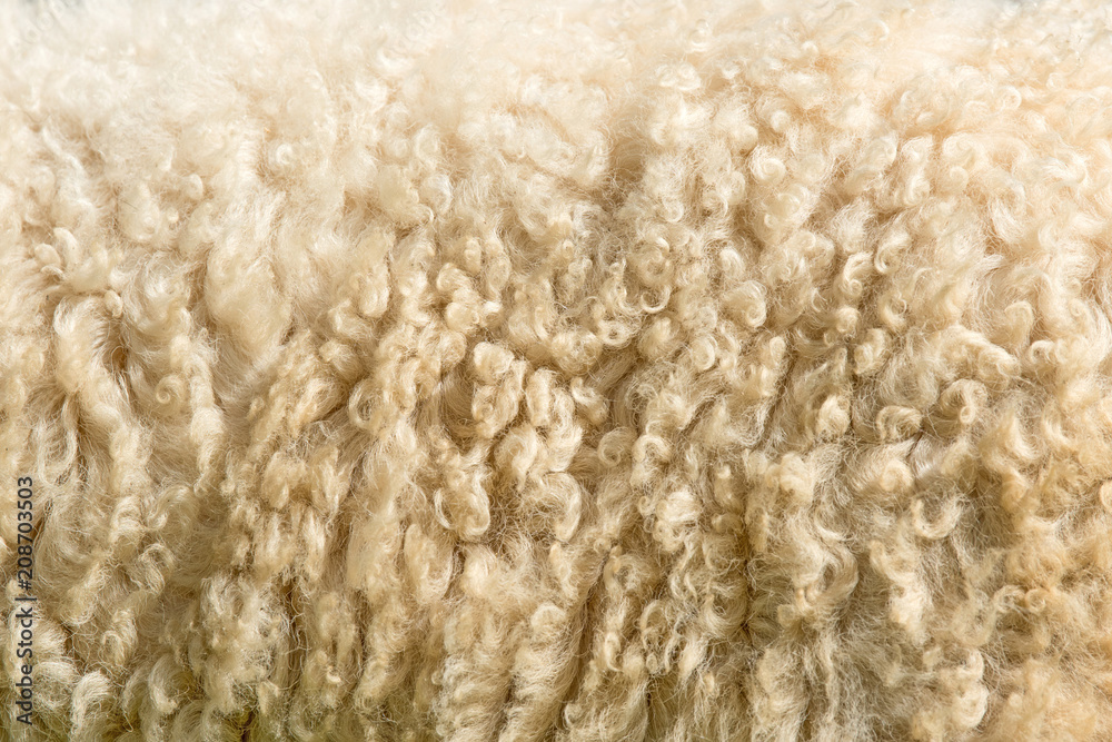 Wall mural Sheep fur. Wool texture