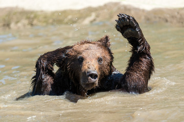 Obraz premium Brown bear in a water