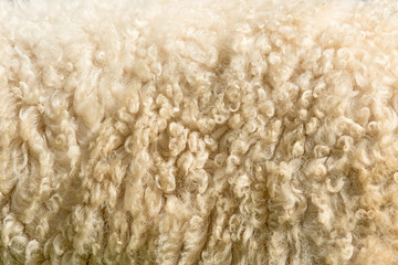 Sheep fur. Wool texture