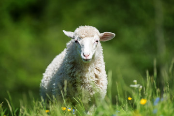 Obraz premium Sheep in a meadow