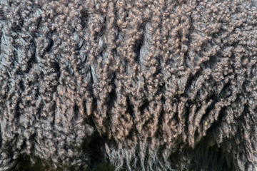 Sheep fur. Wool texture