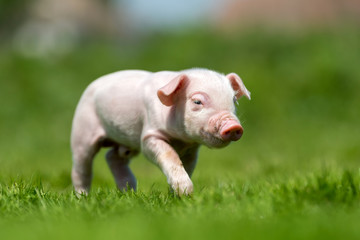 Newborn piglet on spring green grass