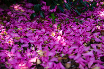 Fallen Camelia Petals