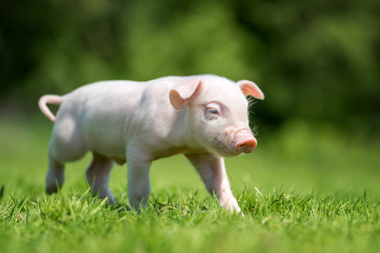 Newborn piglet on spring green grass