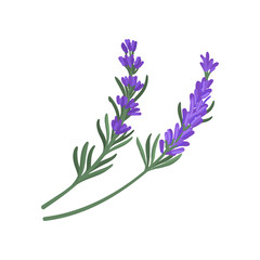 Fototapeta na wymiar Flat vector icon of two small sprigs of green rosemary with narrow leaves and purple flowers. Culinary herb. Aromatic seasoning for dishes