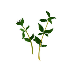 Two branches of thyme with small green leaves. Aromatic herb used in culinary and medicine. Flat vector element for recipe book or poster