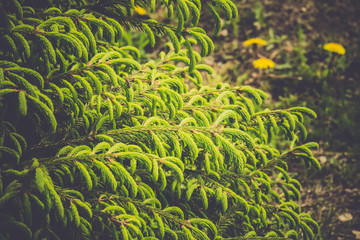  Spring spruce tree branches retro