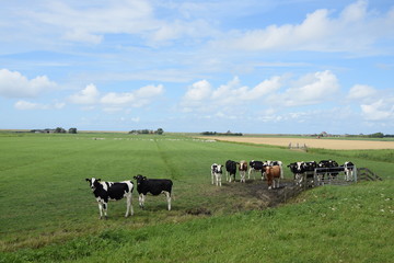 Fototapeta premium Rinder in Nordholland
