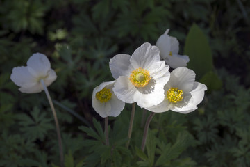 Naklejka na ściany i meble Anemone sylvestris snow white color also called snowdrop anemone, perennial flowering bunch of plants in daylight
