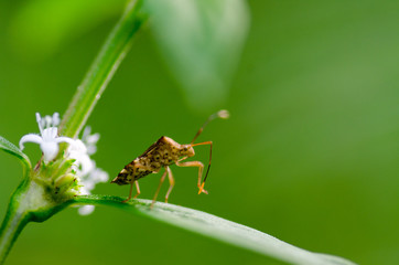 A macro picture of assasin bug on the leaves