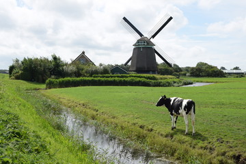 Koe bij een molen in Noord-Holland