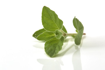 Obraz premium Oregano or marjoram leaves on white background