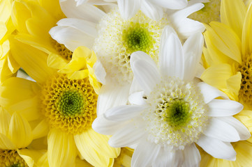 yellow asters flowers background