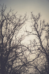 Leafless branches of park winter trees retro