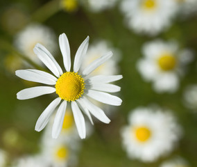 Fototapeta premium Blossom of moon daisy with next moon daisies in the background