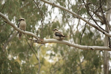 Native Australian Kookaburras in a forest of gumtrees in the morning sun, Tamworth, New South Wales, Rural Australia