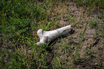 White old bone  of an animal in the field on grass