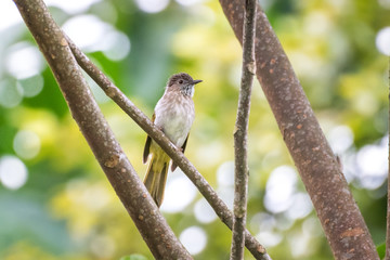 Beautiful nature photography of single bullfinch bird perching on a tree branch in green forest. Beautiful bird in the wild nature. 