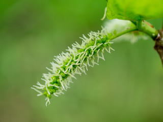 Fototapeta na wymiar Green mulberry flower on branch.