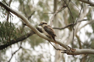 Native Australian Kookaburras in a forest of gumtrees in the morning sun, Tamworth, New South Wales, Rural Australia