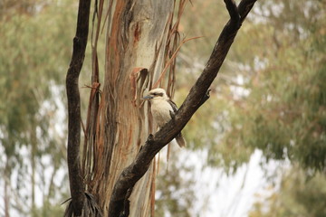 Native Australian Kookaburras in a forest of gumtrees in the morning sun, Tamworth, New South Wales, Rural Australia