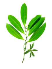 Close up of Bhandari flower.