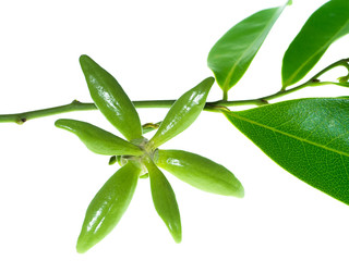 Close up of Bhandari flower.