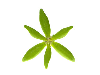 Close up of Bhandari flower.