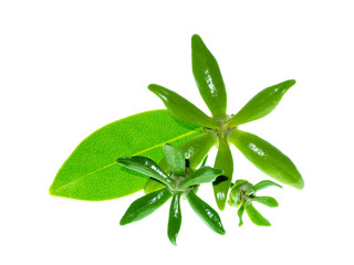 Close up of Bhandari flower.