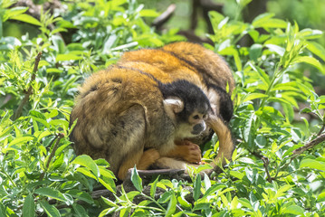 Black-headed Squirrel Monkey, funny animal perched on a tree
