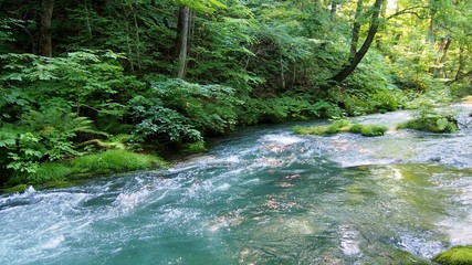新緑の奥入瀬渓流