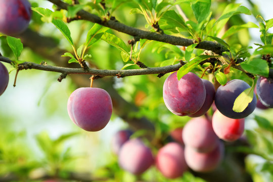 Closeup of delicious ripe plums on tree  in garden