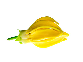 Close up of Bhandari flower.