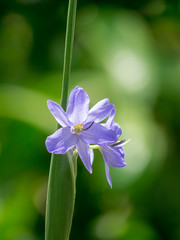 Close up violet flower.