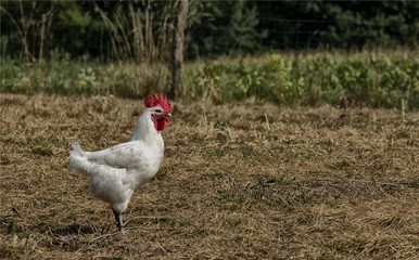 Coq de Bresse à Marboz, Ain, France