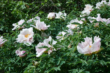 Obraz premium White peony flower bush in a green garden in summer season
