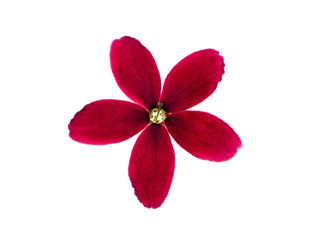 Close up of Rangoon Creeper flower.